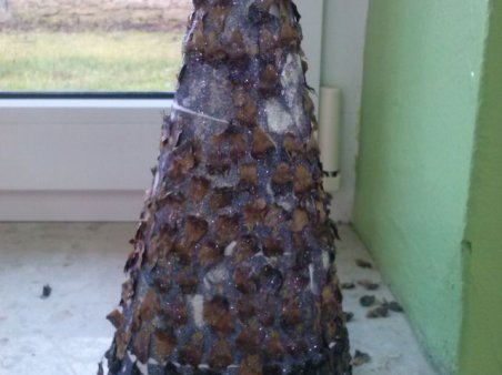 Świąteczne kompozycje