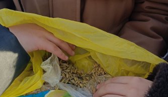 Zimowe dokarmianie ptaków przez uczniów klasy IIa, IIb i IIIa